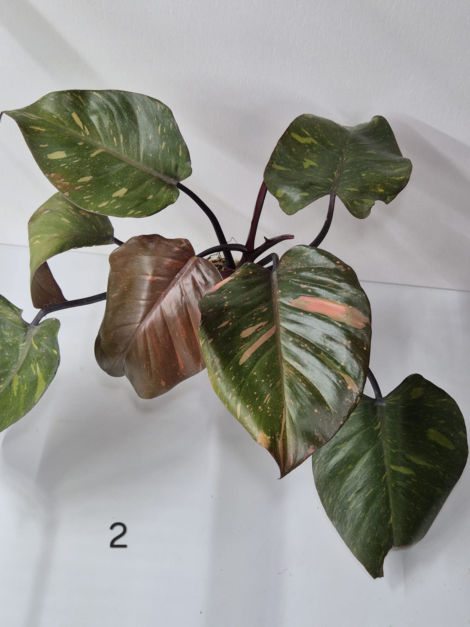 Philodendron Orange Princess kaufen, Philodendron Variegata, bunte Zimmerpflanze, seltene Philodendron, Philodendron orange grün, Kletterpflanze bunt, pflegeleichte Philodendren