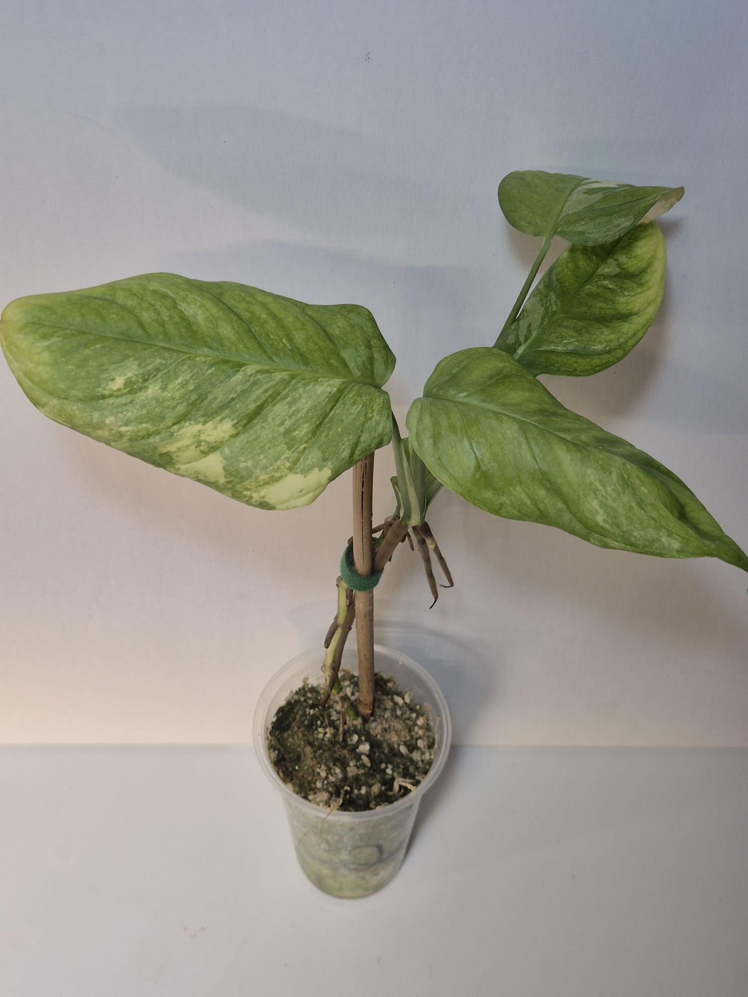 Monstera obliqua Mayuna Variegata