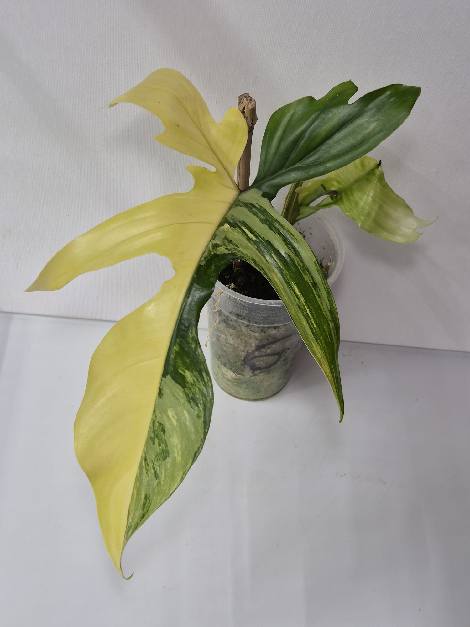 Philodendron Florida Beauty Variegata – Stecklinge + ganze Pflanzen mit attraktiver Panaschierung
