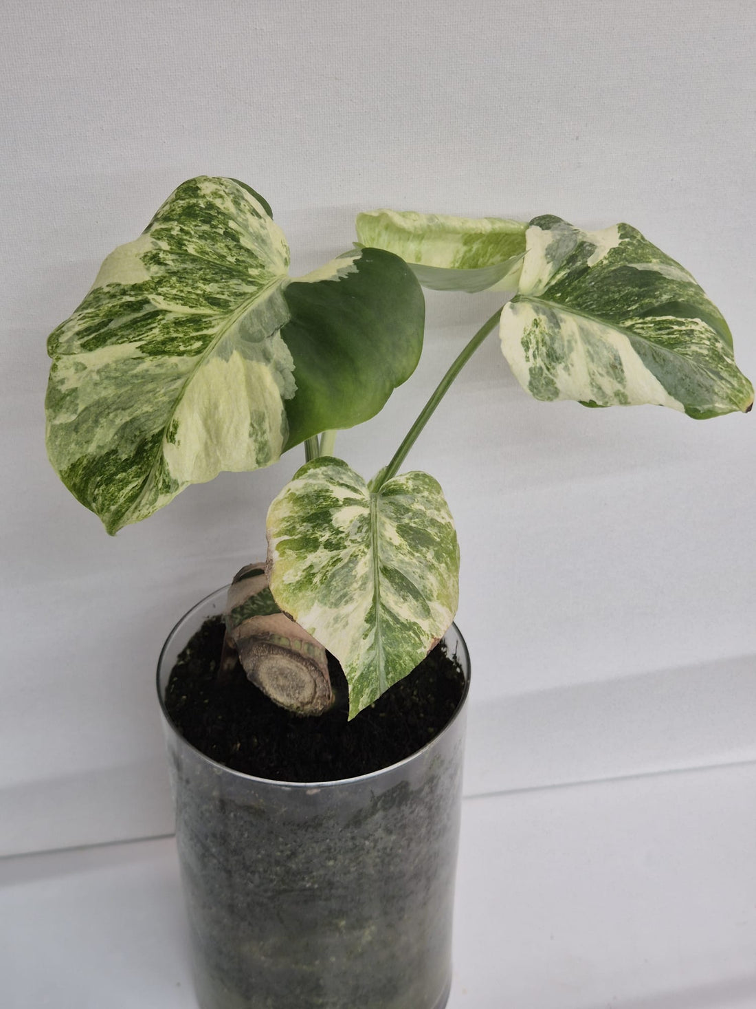 Monstera Deliciosa „Masterpiece“ (Indo)