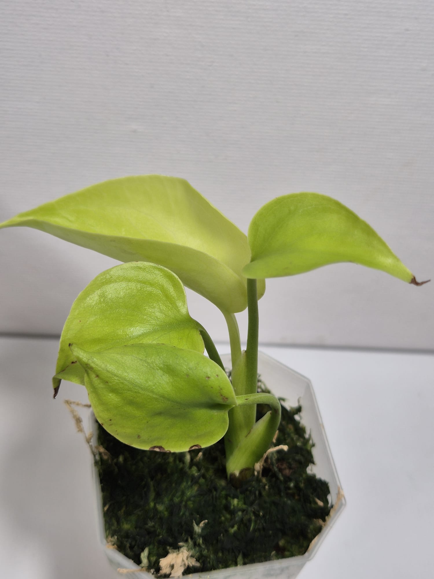 Monstera Full Cheese/ Lemon Lime