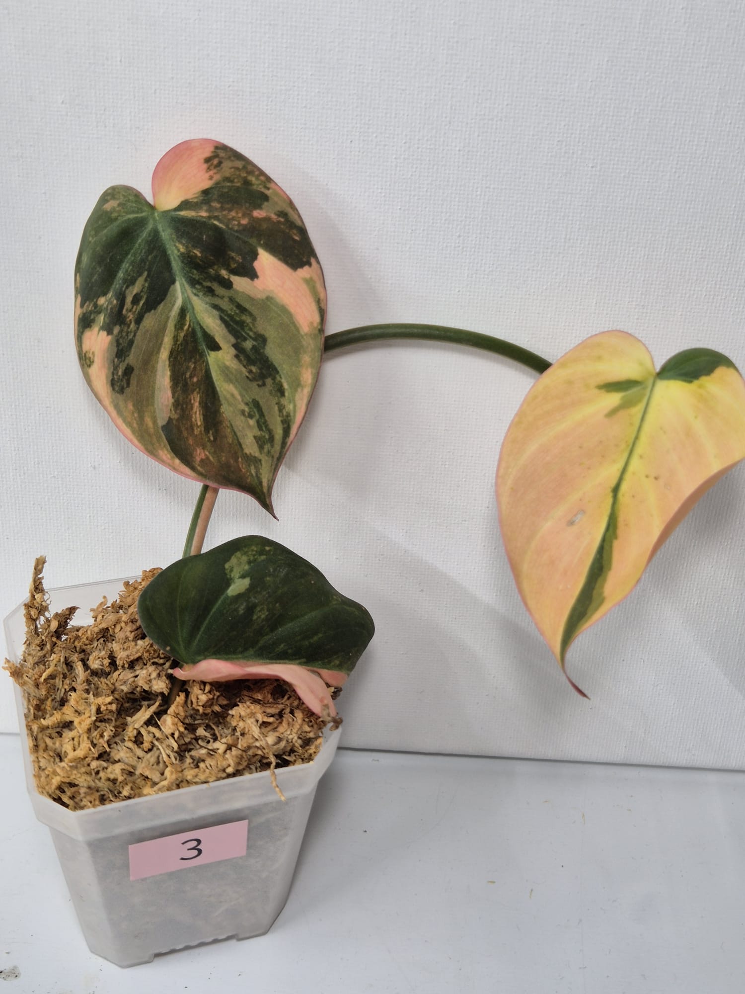 Philodendron Micans Pink Variegata – Samtweiche Blätter mit zartem Rosa