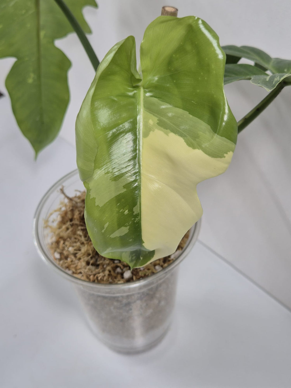 Philodendron Golden Dragon Variegata