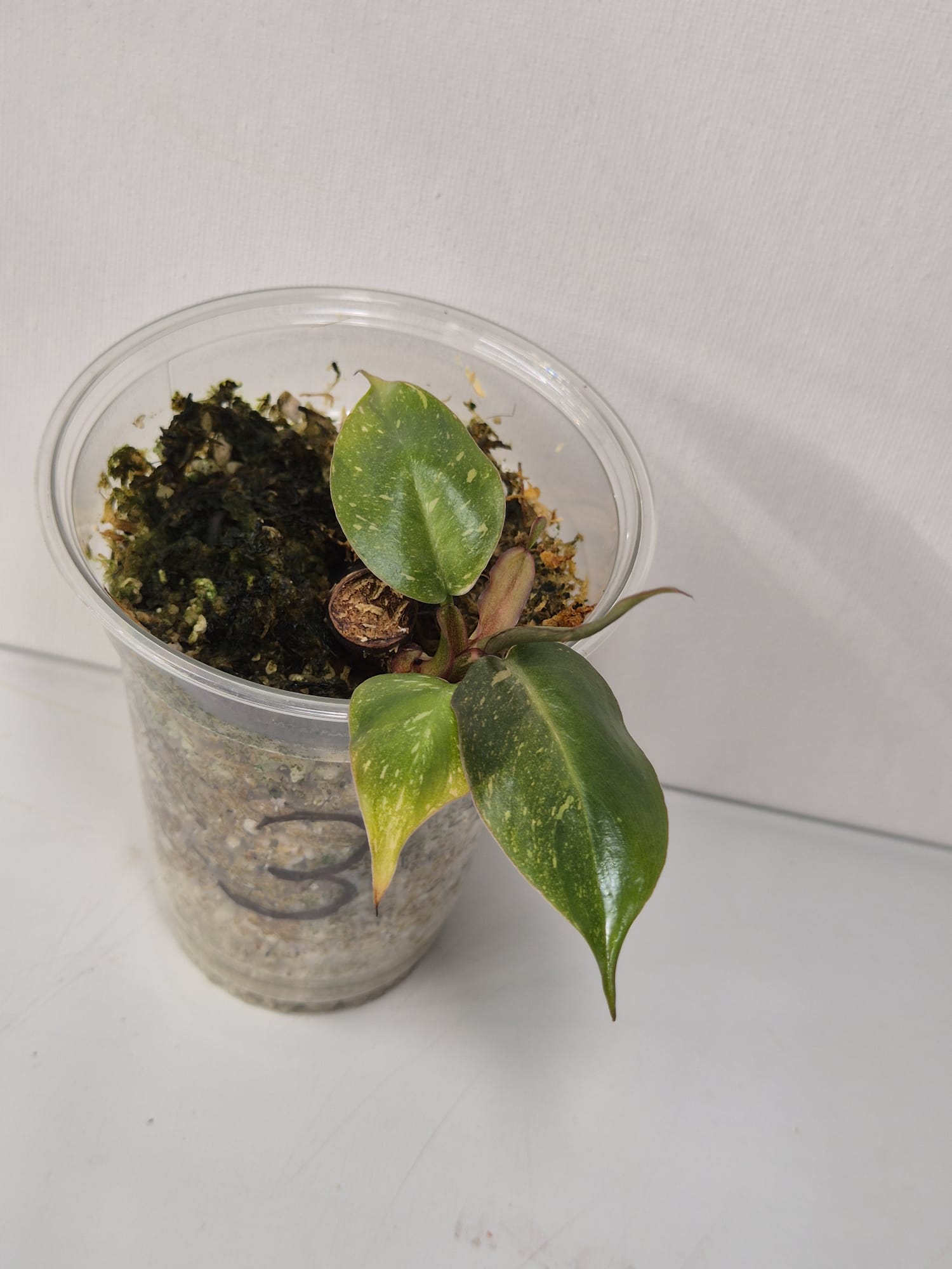 Philodendron Orange Princess Variegata Stammstecklinge