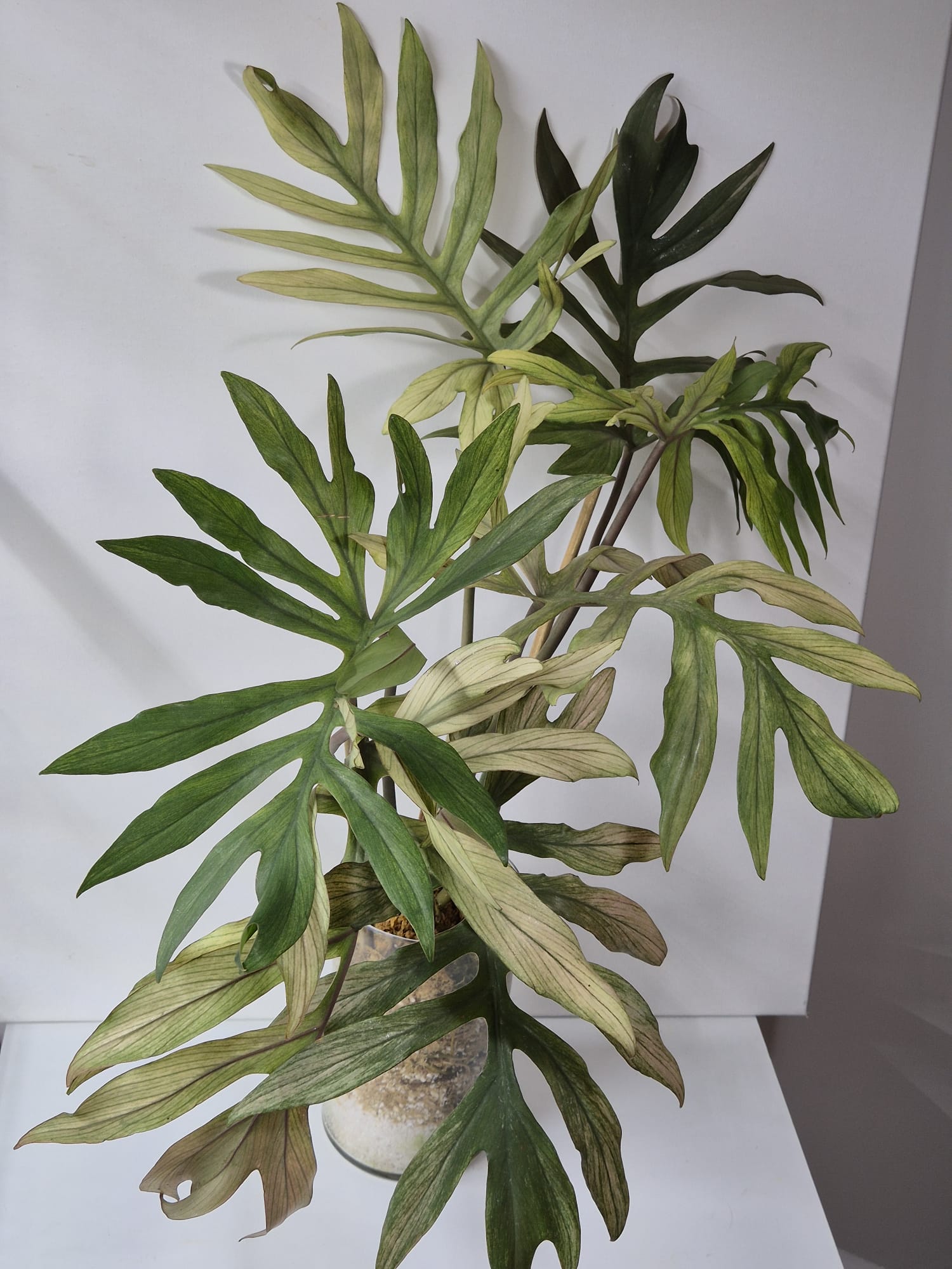 Philodendron Squamiferum x Mayoi
