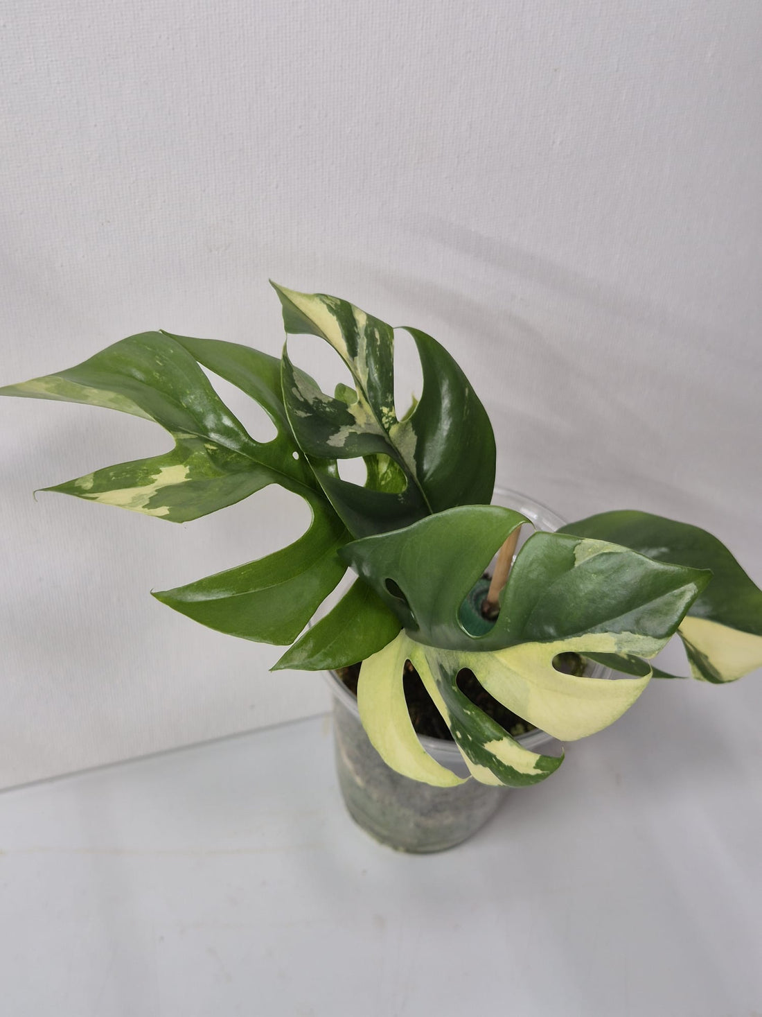 Rhaphidophora tetrasperma variegata – Monstera Minima Variegata