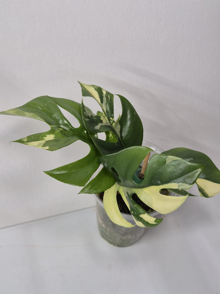 Rhaphidophora tetrasperma variegata – Monstera Minima Variegata