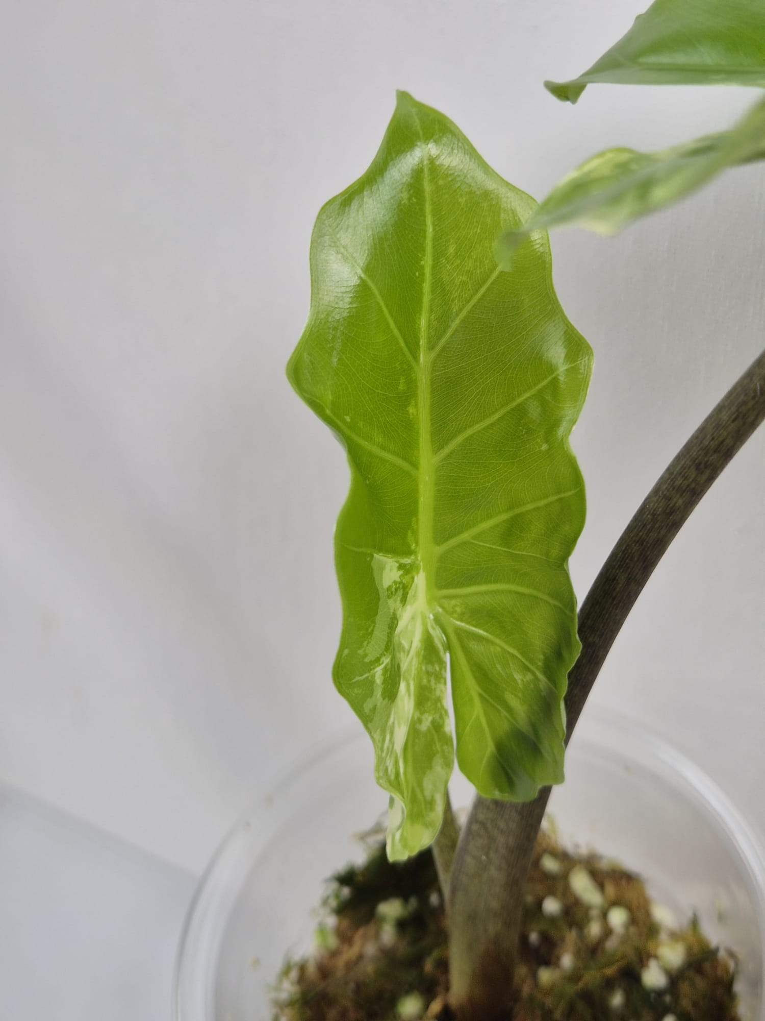 Alocasia Portodora Albo