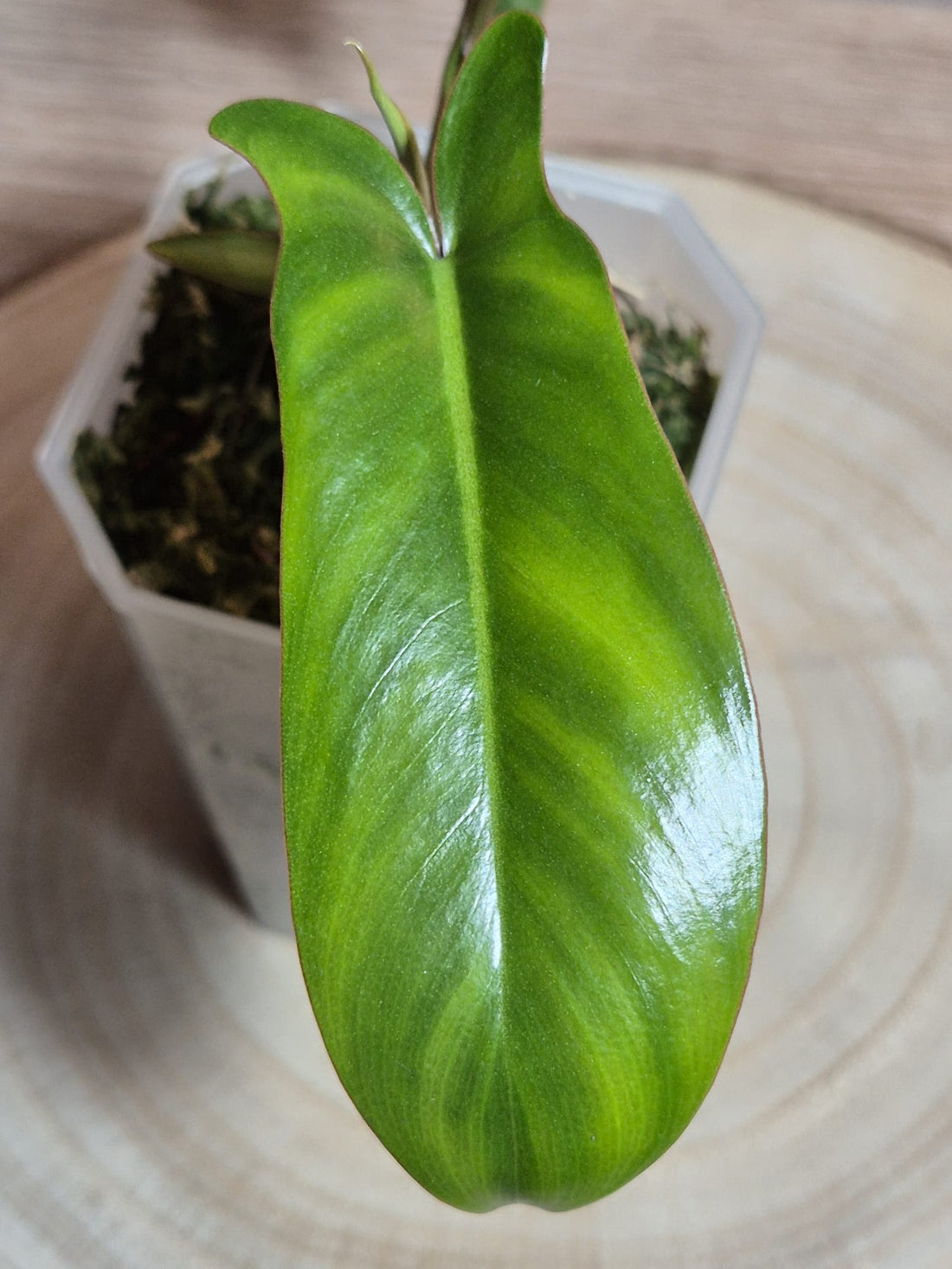 Philodendron Florida Beauty x Paraiso Verde Variegata