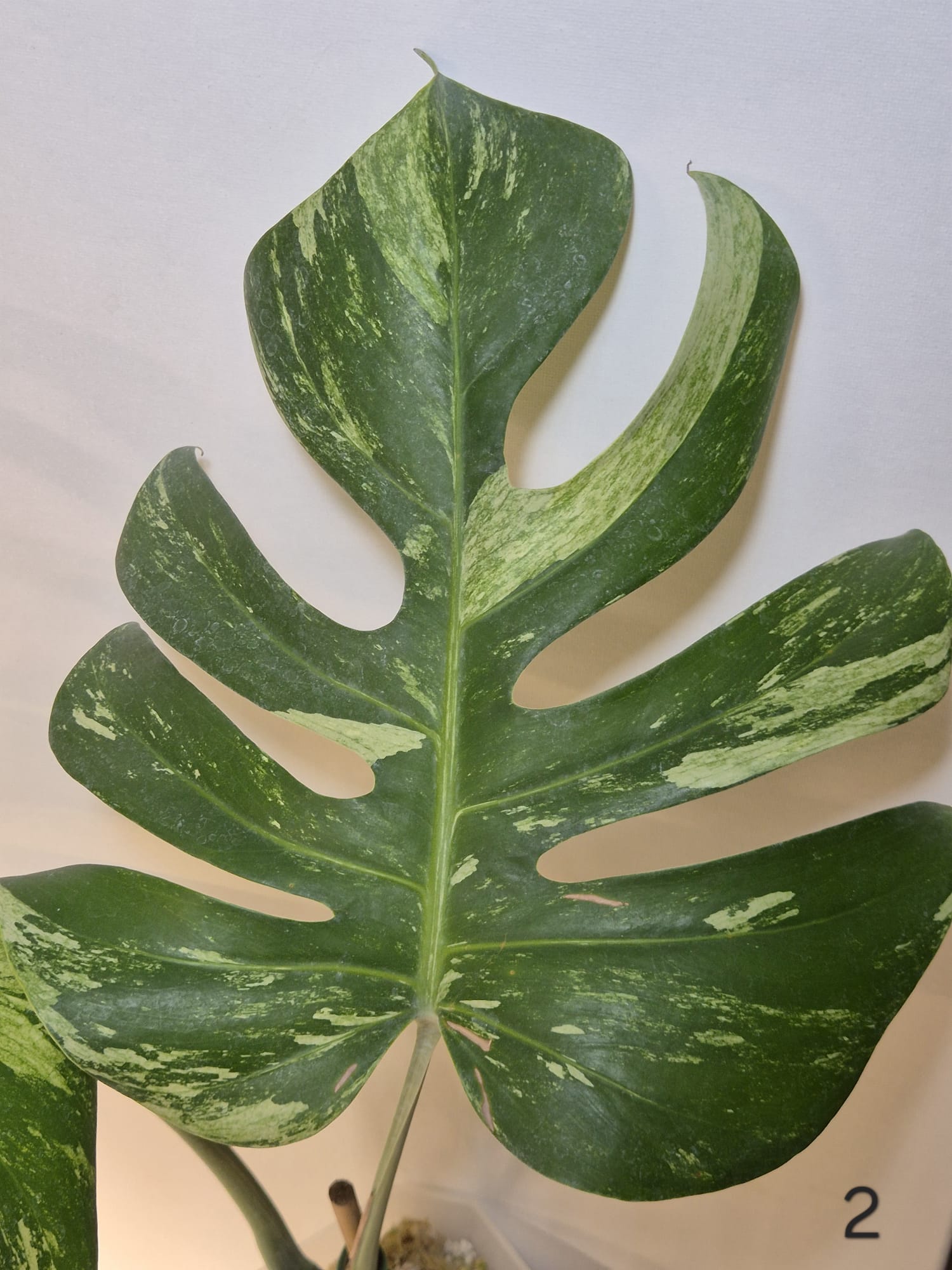 Monstera Jungle Mint – Kopfsteckling, gut etabliert