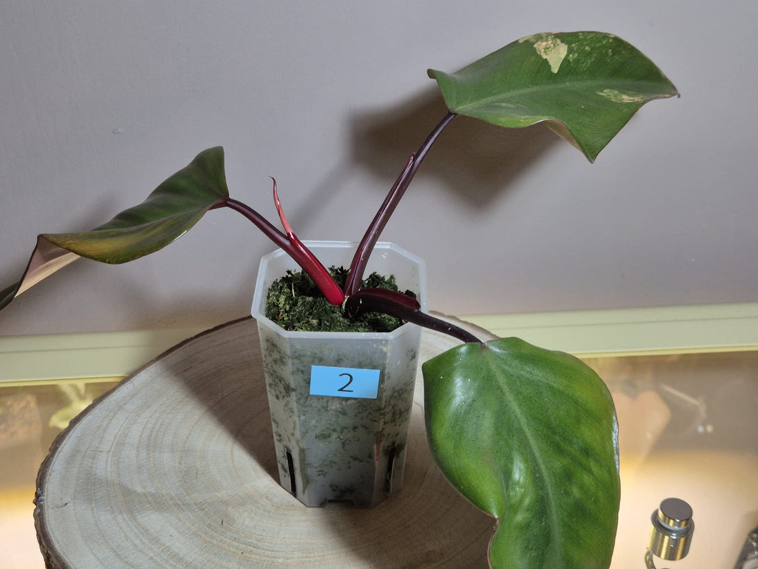 Philodendron Strawberry Shake