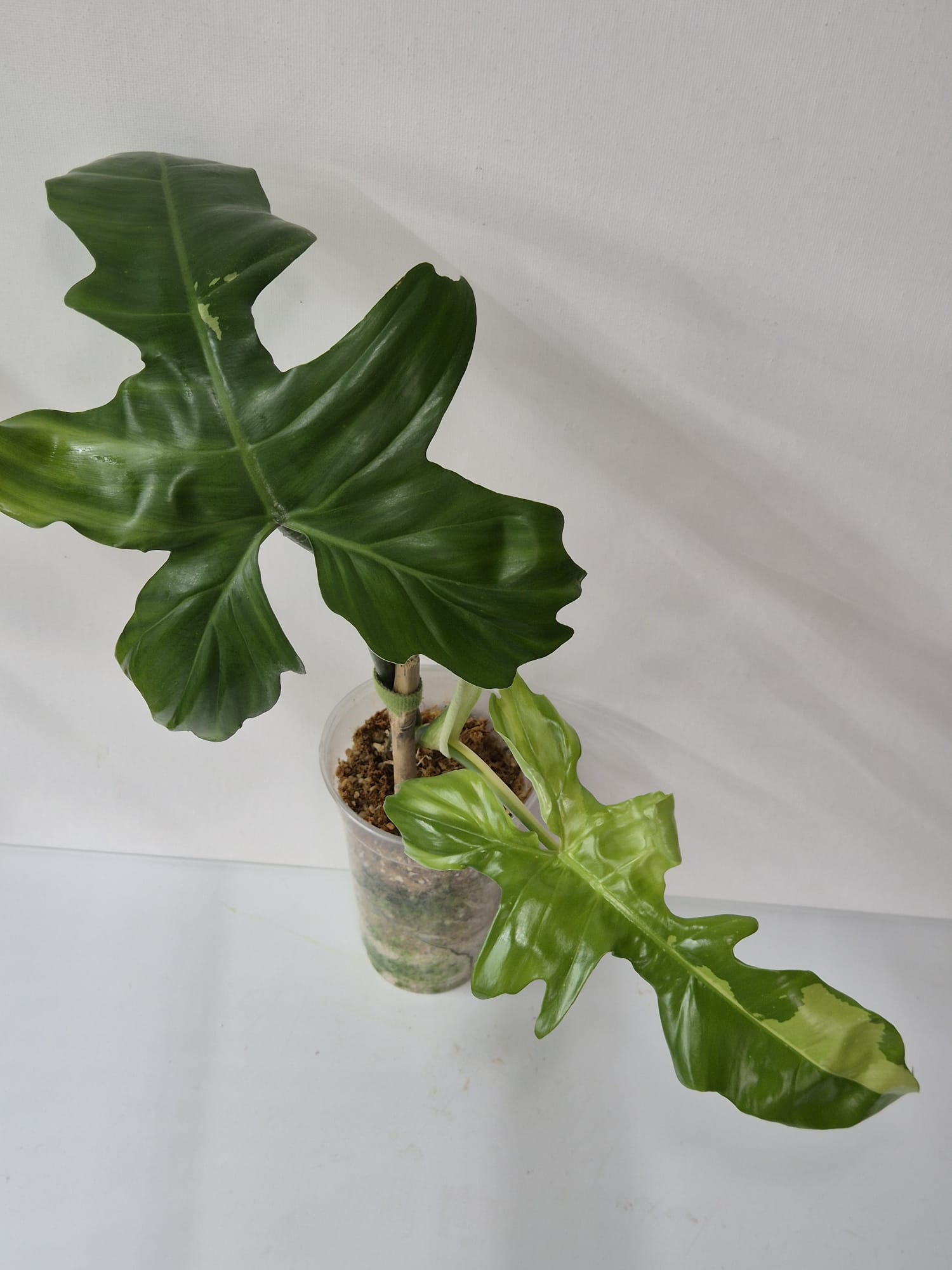 Philodendron Golden Dragon Variegata
