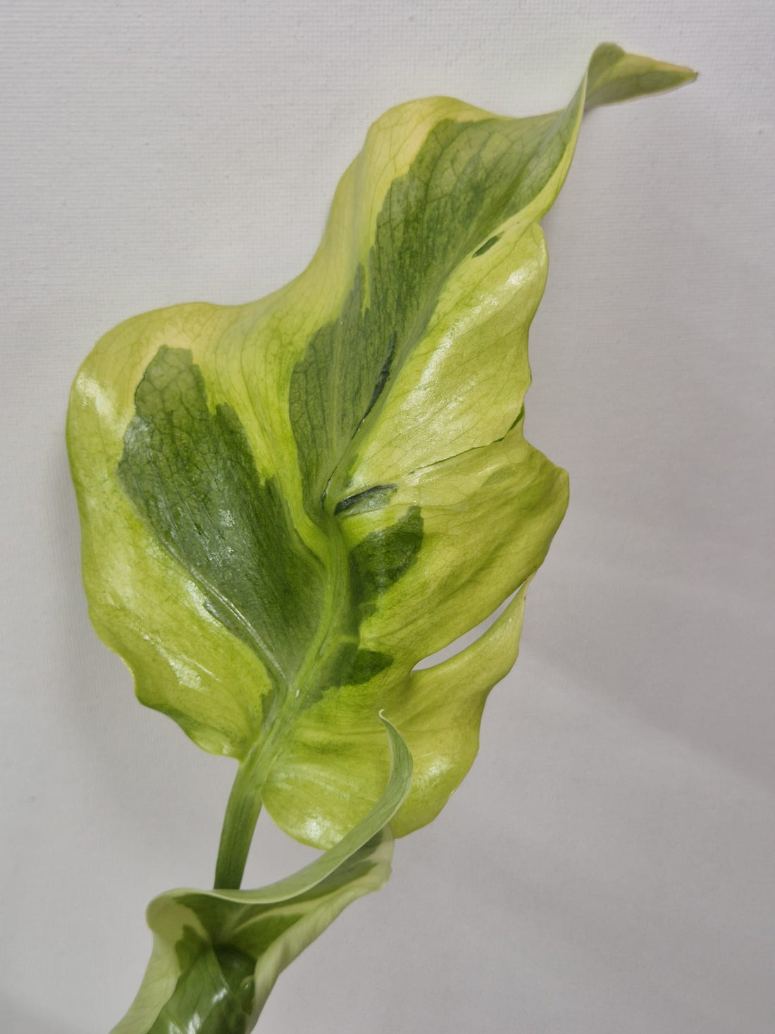 Monstera Flamicito – Kopfsteckling