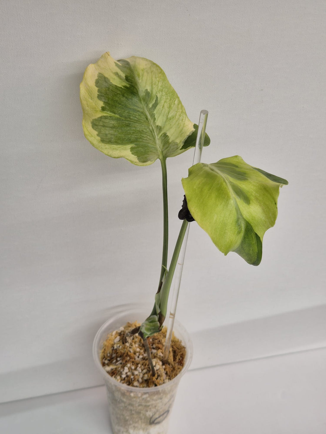 Monstera Flamicito – Kopfsteckling