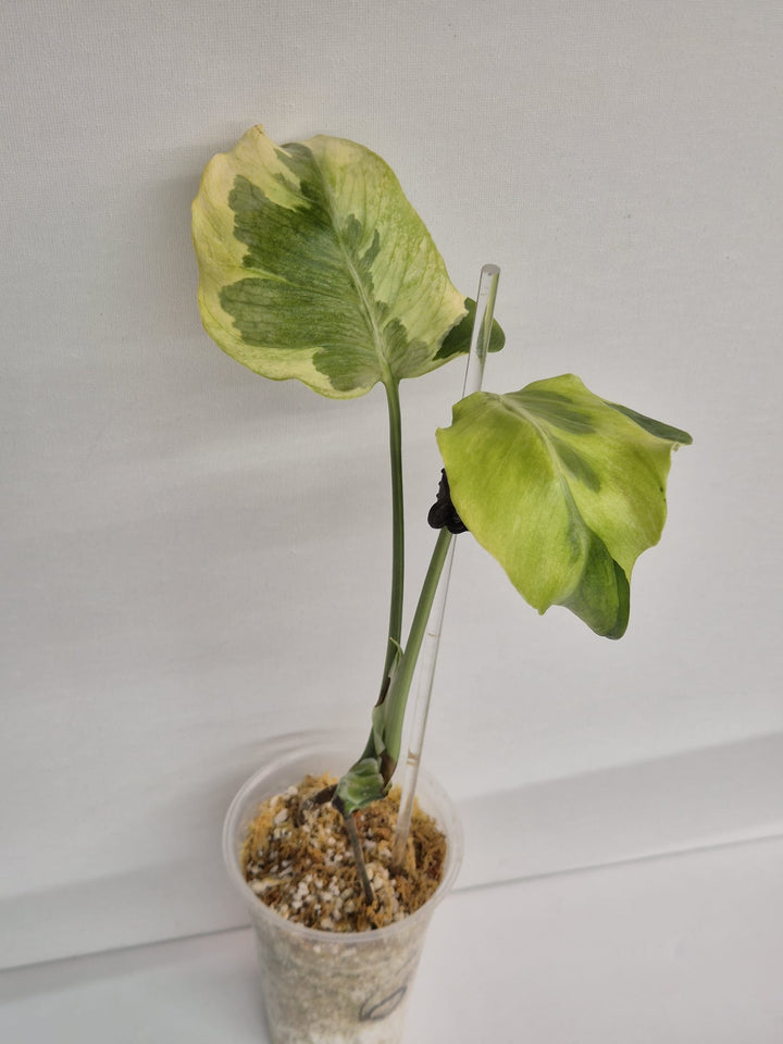 Monstera Flamicito – Kopfsteckling