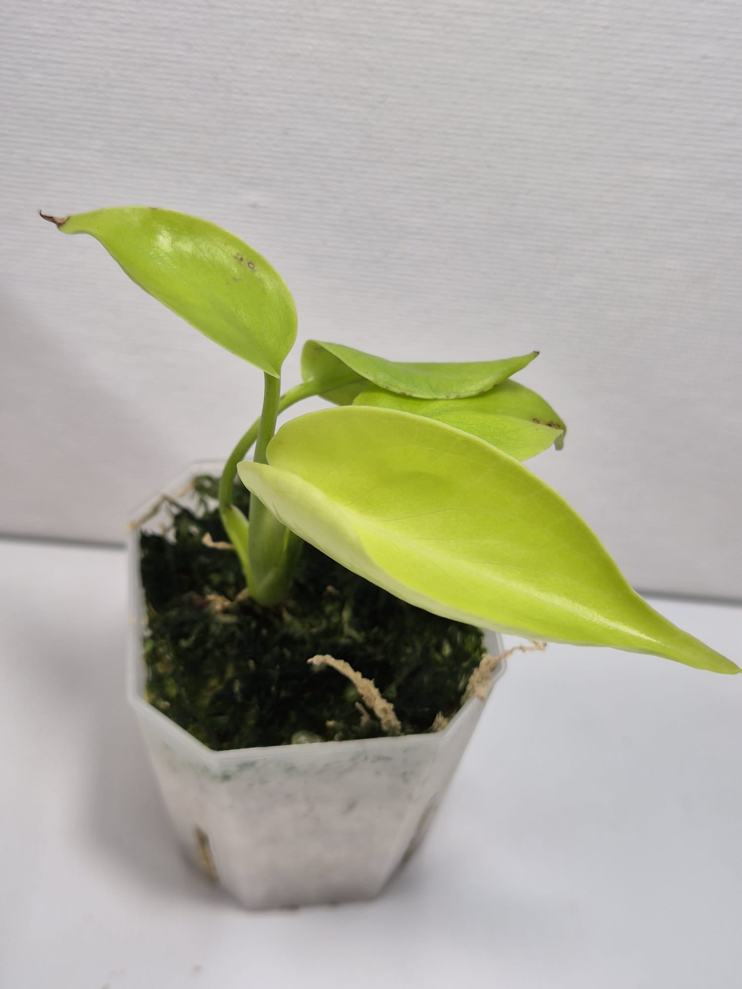 Monstera Full Cheese/ Lemon Lime