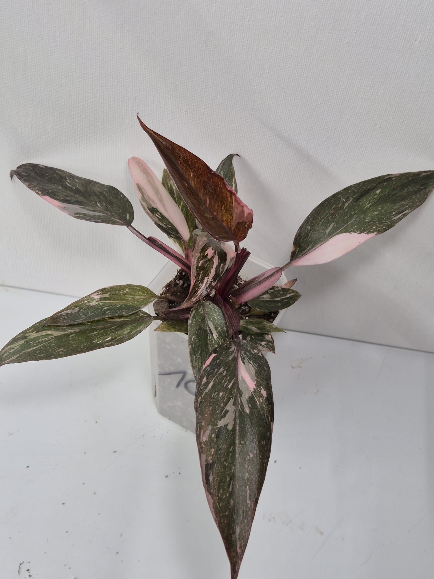 Philodendron Pink Princess Galaxy – dekorative Zimmerpflanze mit einzigartigem Farbspiel