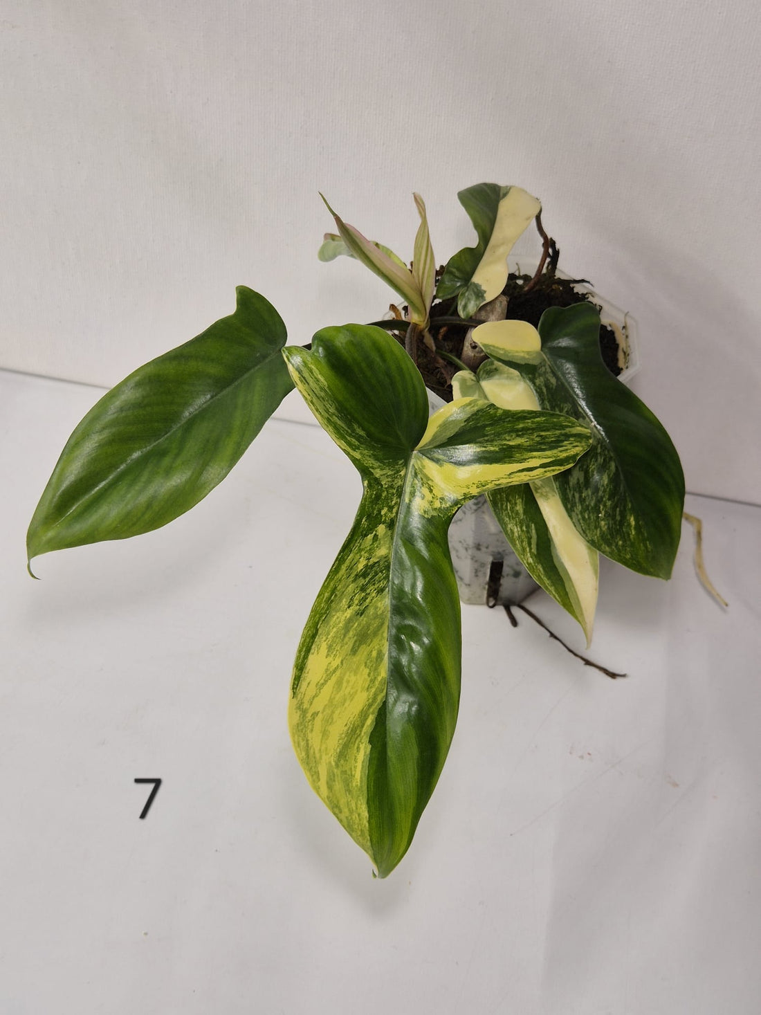 Philodendron Florida Beauty Variegata – Stecklinge + ganze Pflanzen mit attraktiver Panaschierung