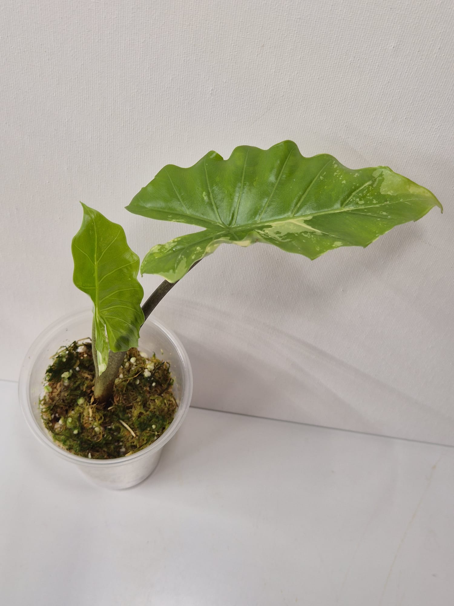 Alocasia Portodora Albo