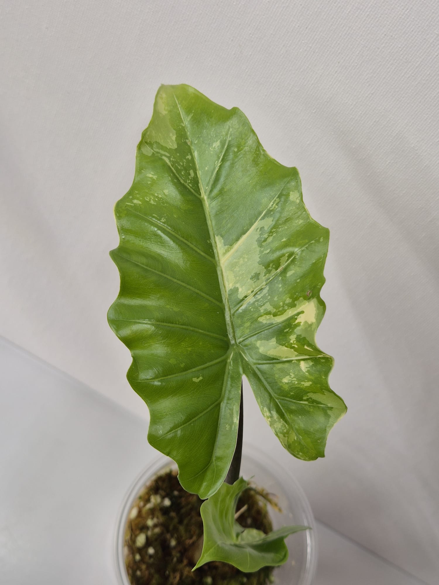 Alocasia Portodora Albo