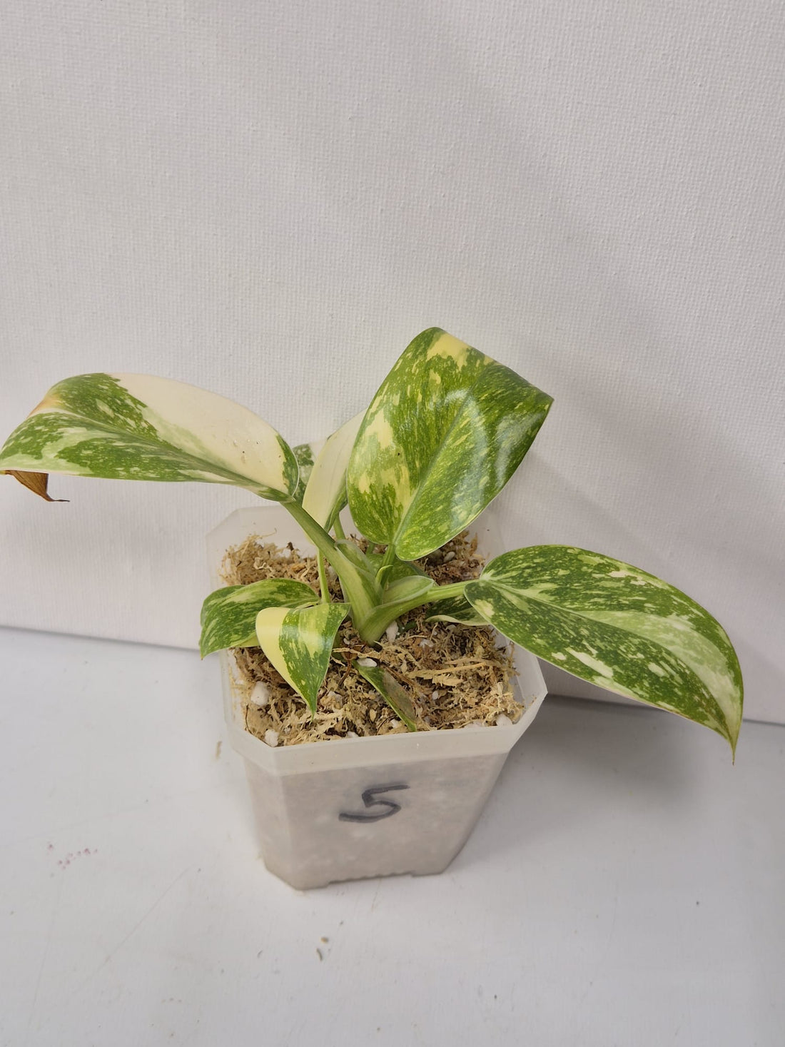 Philodendron Green Congo Variegata