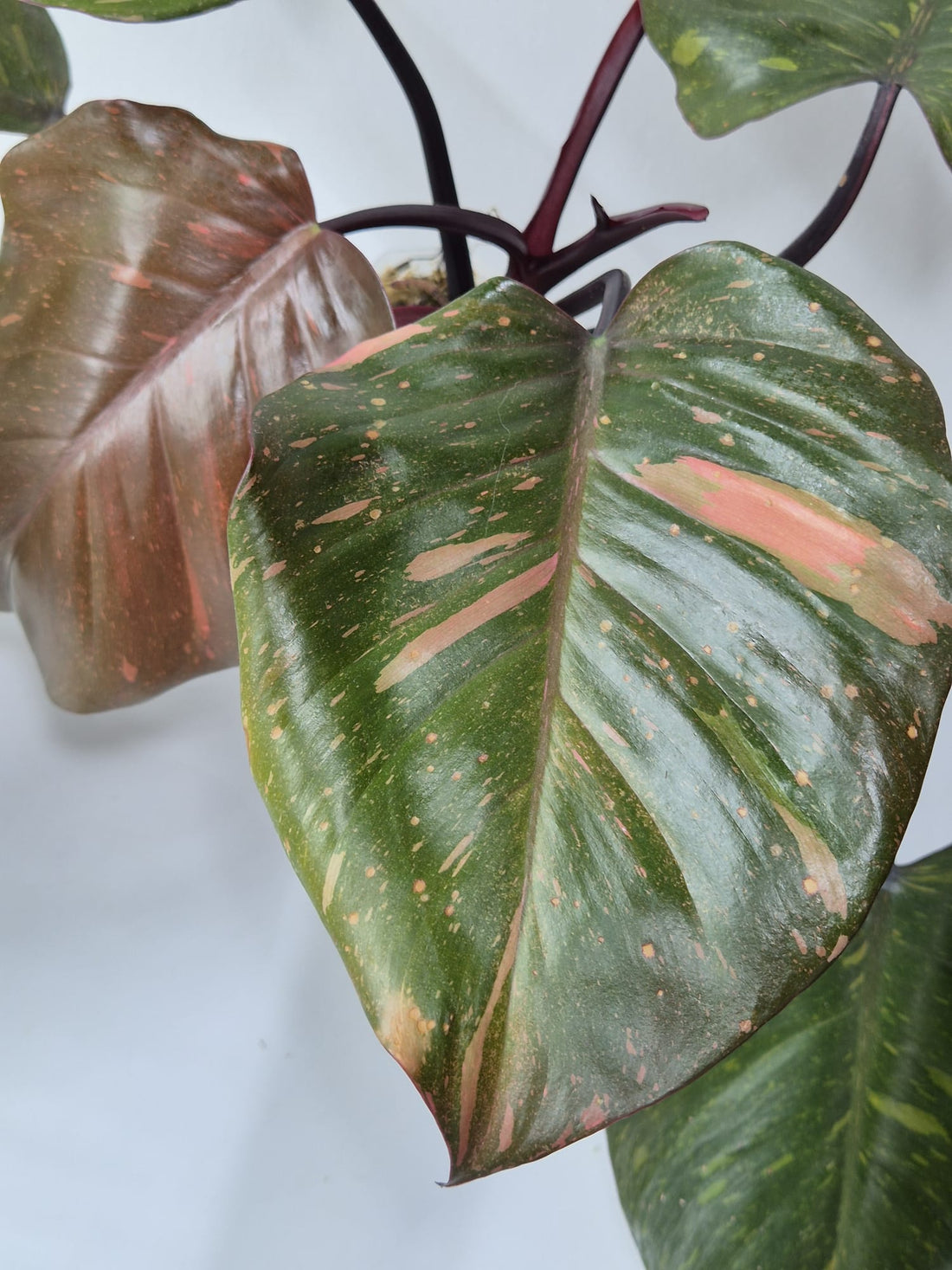 Philodendron Orange Princess kaufen, Philodendron Variegata, bunte Zimmerpflanze, seltene Philodendron, Philodendron orange grün, Kletterpflanze bunt, pflegeleichte Philodendren