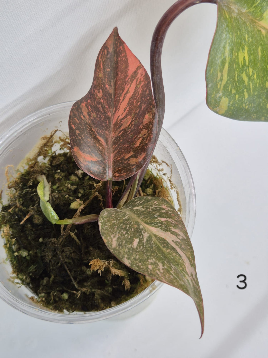Philodendron Orange Princess Galaxy Variegata