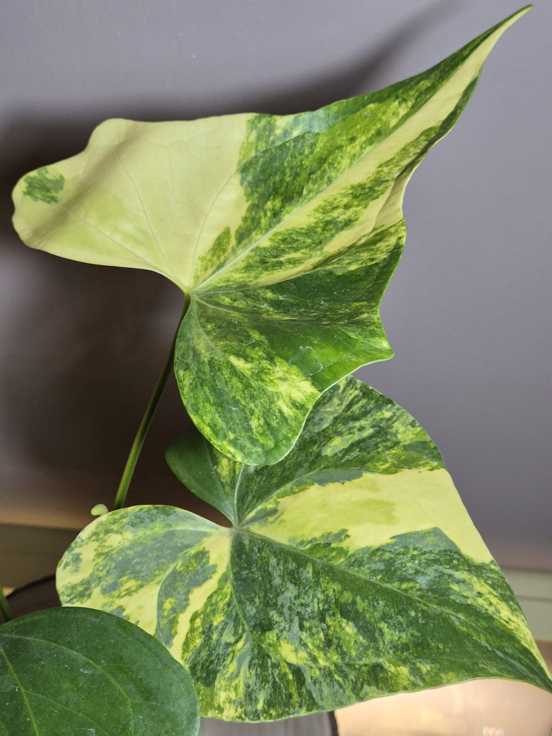 Anthurium Pterodactyl Variegata