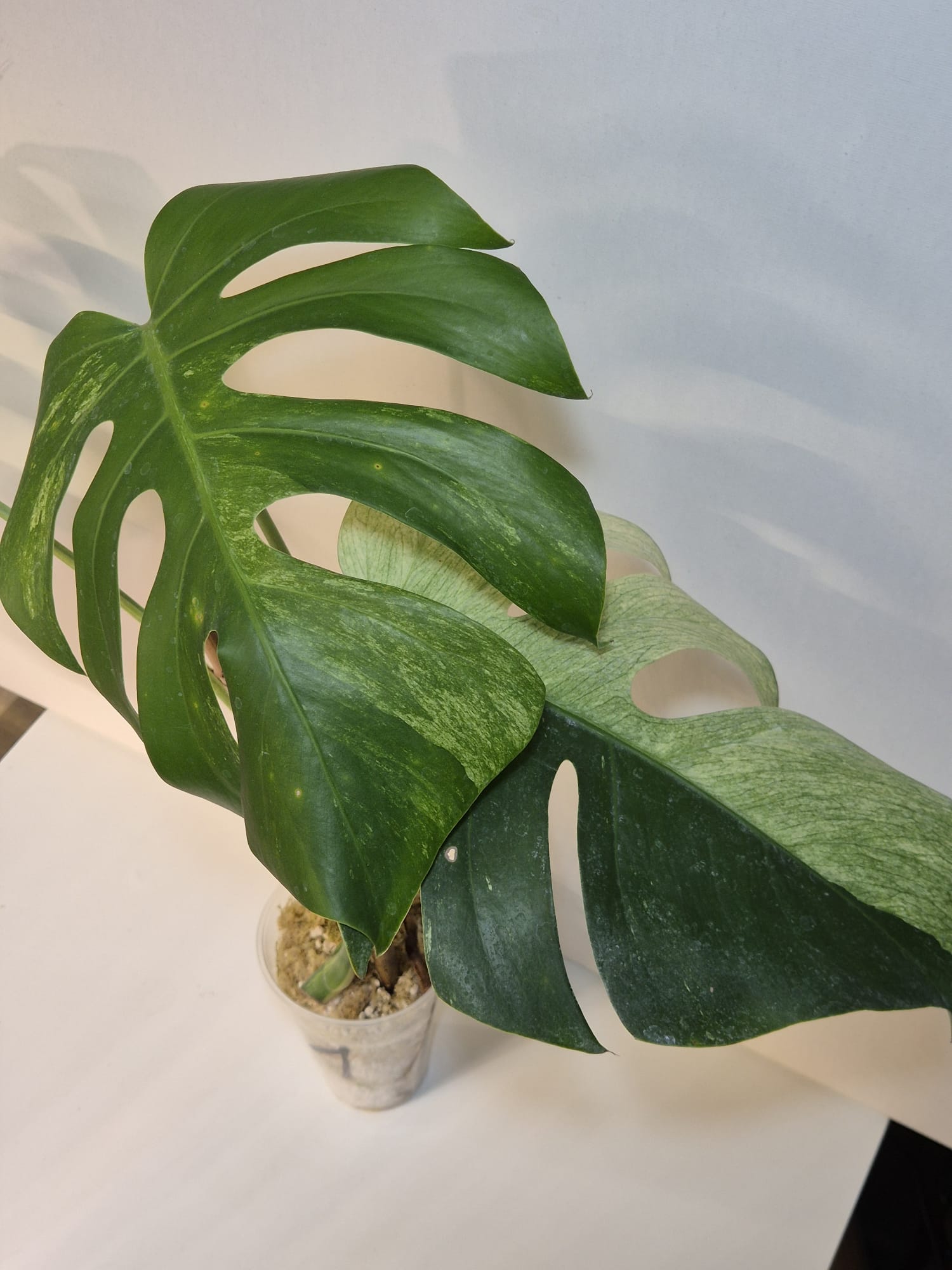 Monstera Jungle Mint – Kopfsteckling, gut etabliert