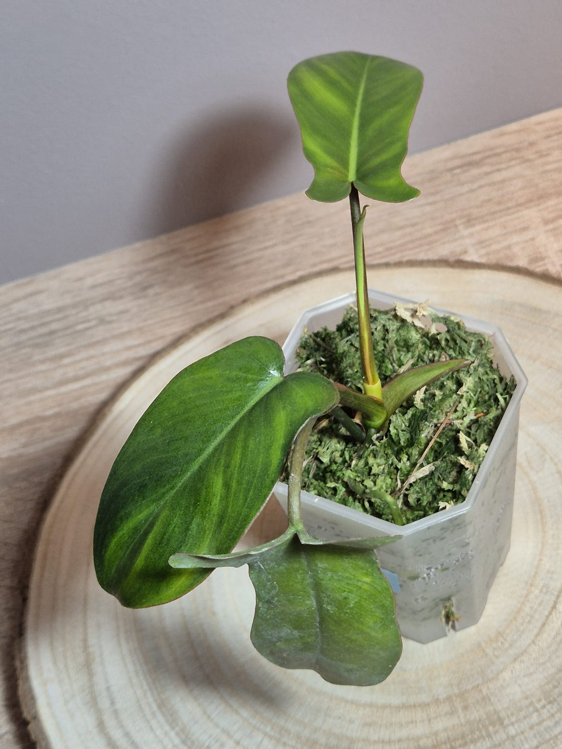 Philodendron Florida Beauty x Paraiso Verde Variegata