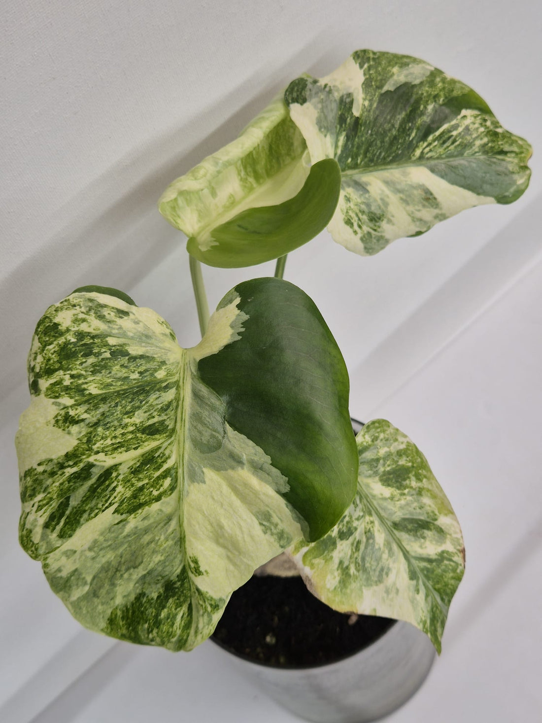Monstera Deliciosa „Masterpiece“ (Indo)