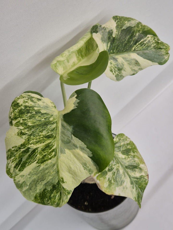 Monstera Deliciosa „Masterpiece“ (Indo)