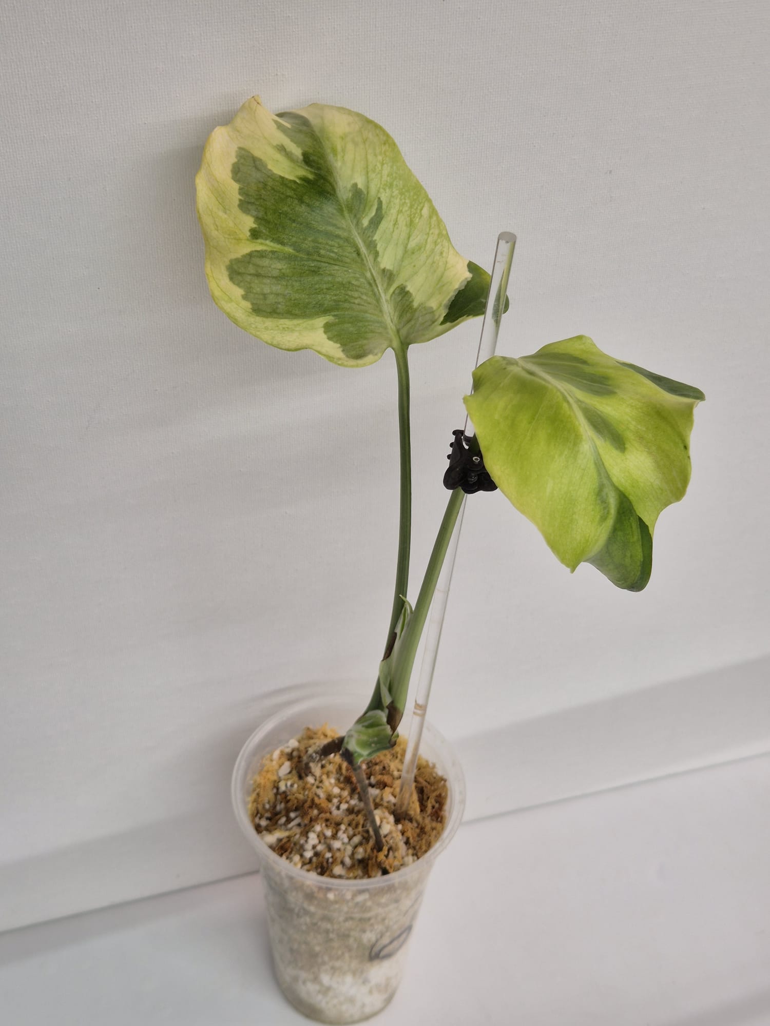 Monstera Flamicito – Kopfsteckling