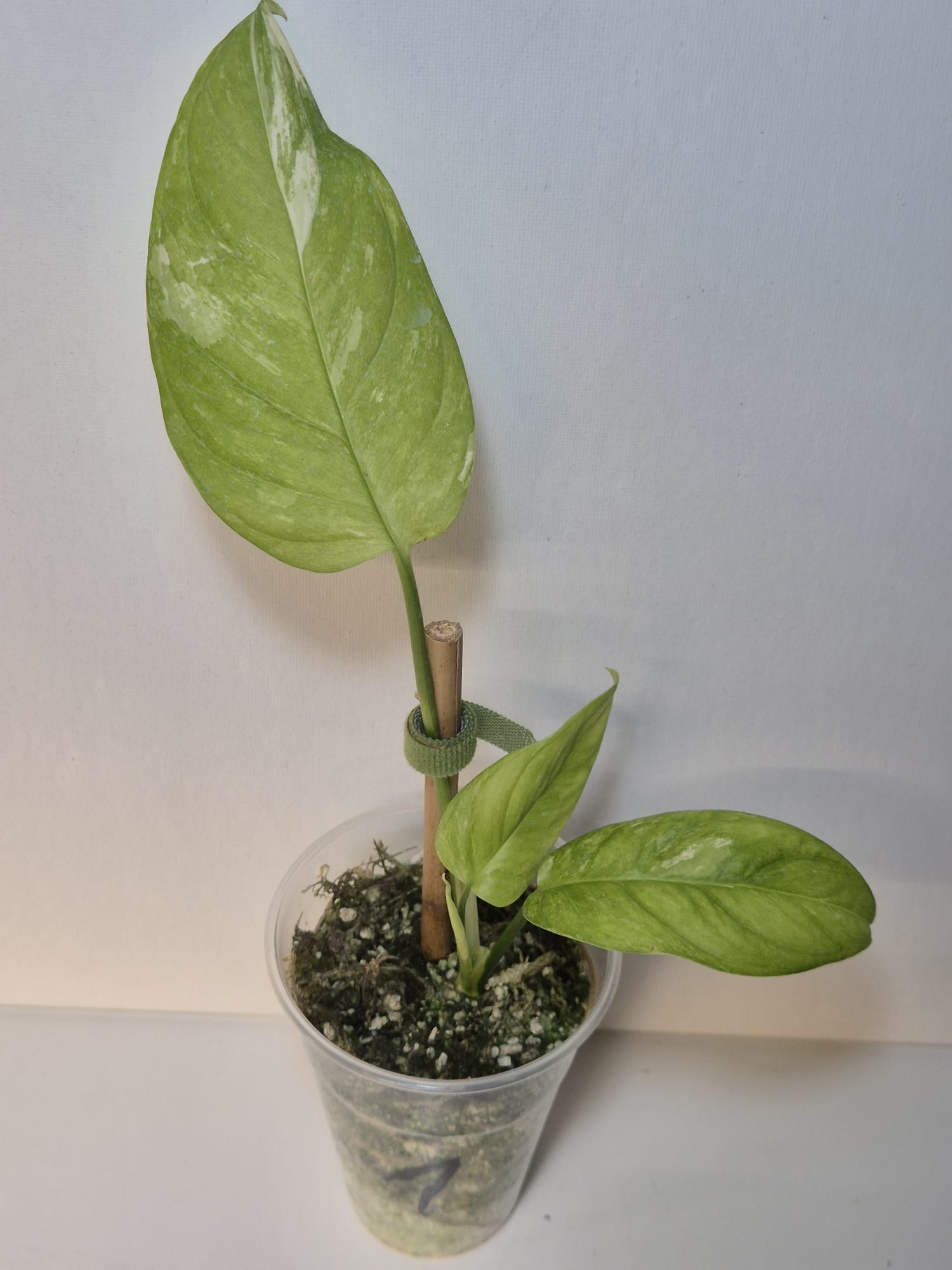Monstera obliqua Mayuna Variegata ( klein )