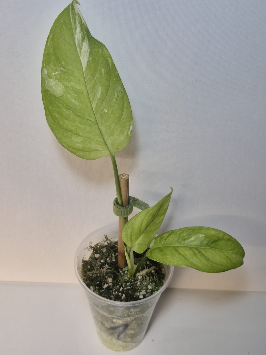 Monstera obliqua Mayuna Variegata ( klein )