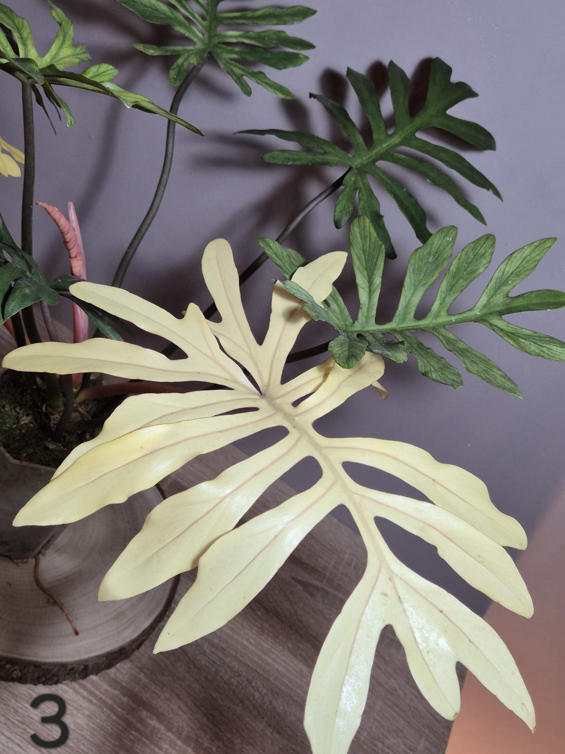 Philodendron Squamiferum x Mayoi