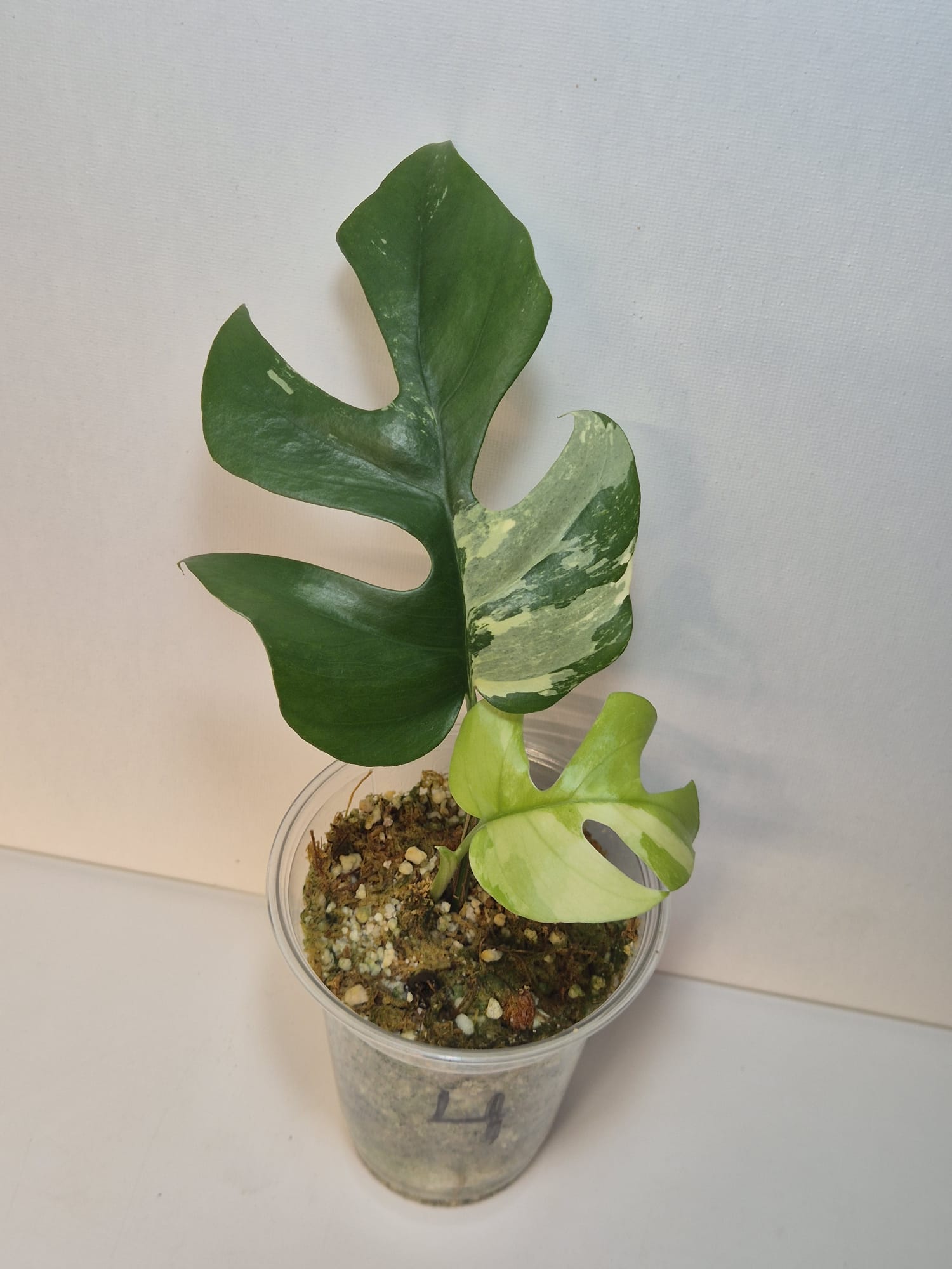 Rhaphidophora tetrasperma variegata – Monstera Minima Variegata
