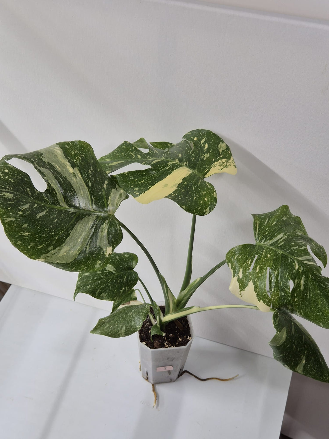 Monstera Thai Constellation – Tropischer Star mit cremeweißer Sternenzeichnung