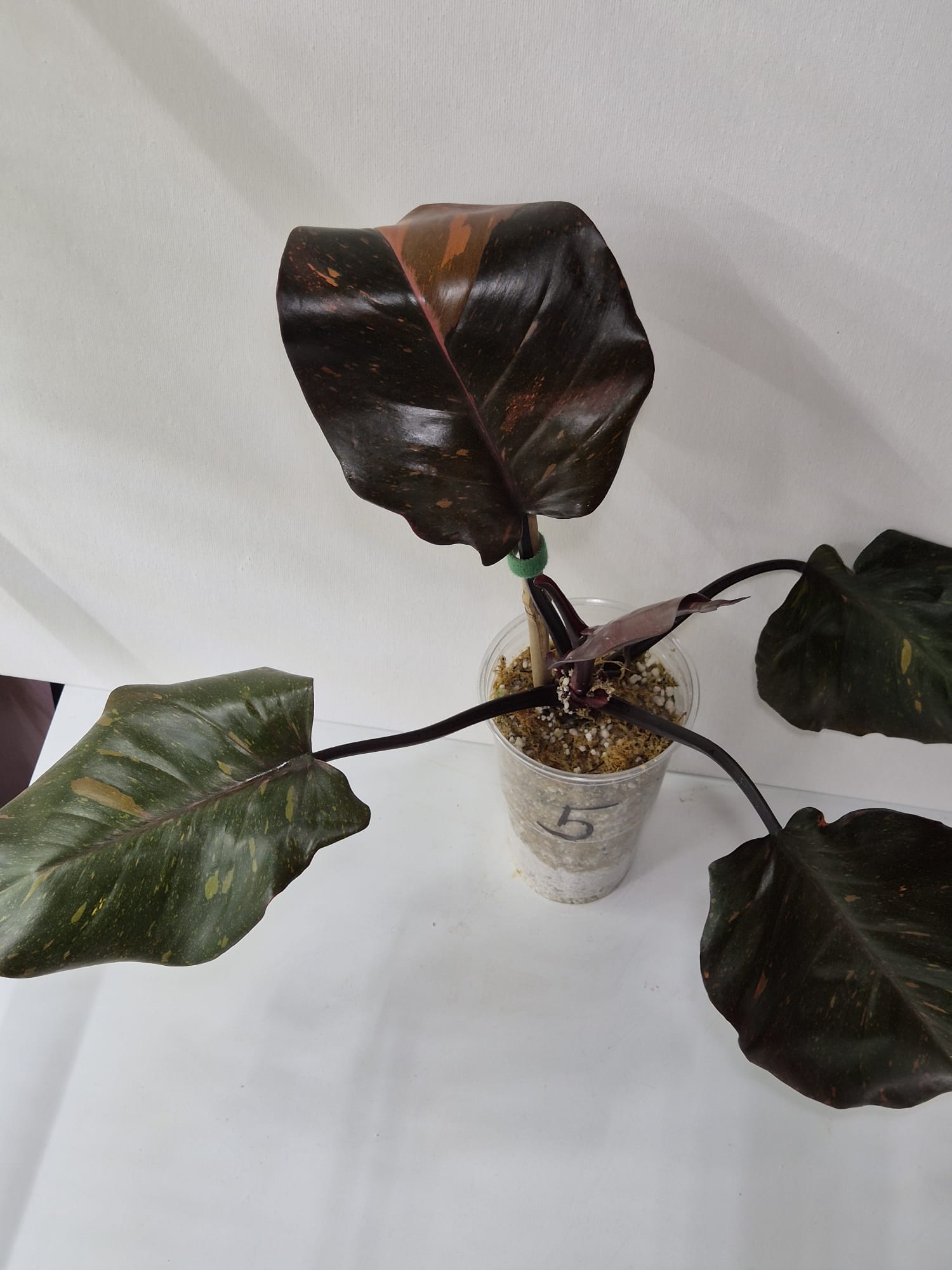 Philodendron Orange Princess Variegata Stecklinge