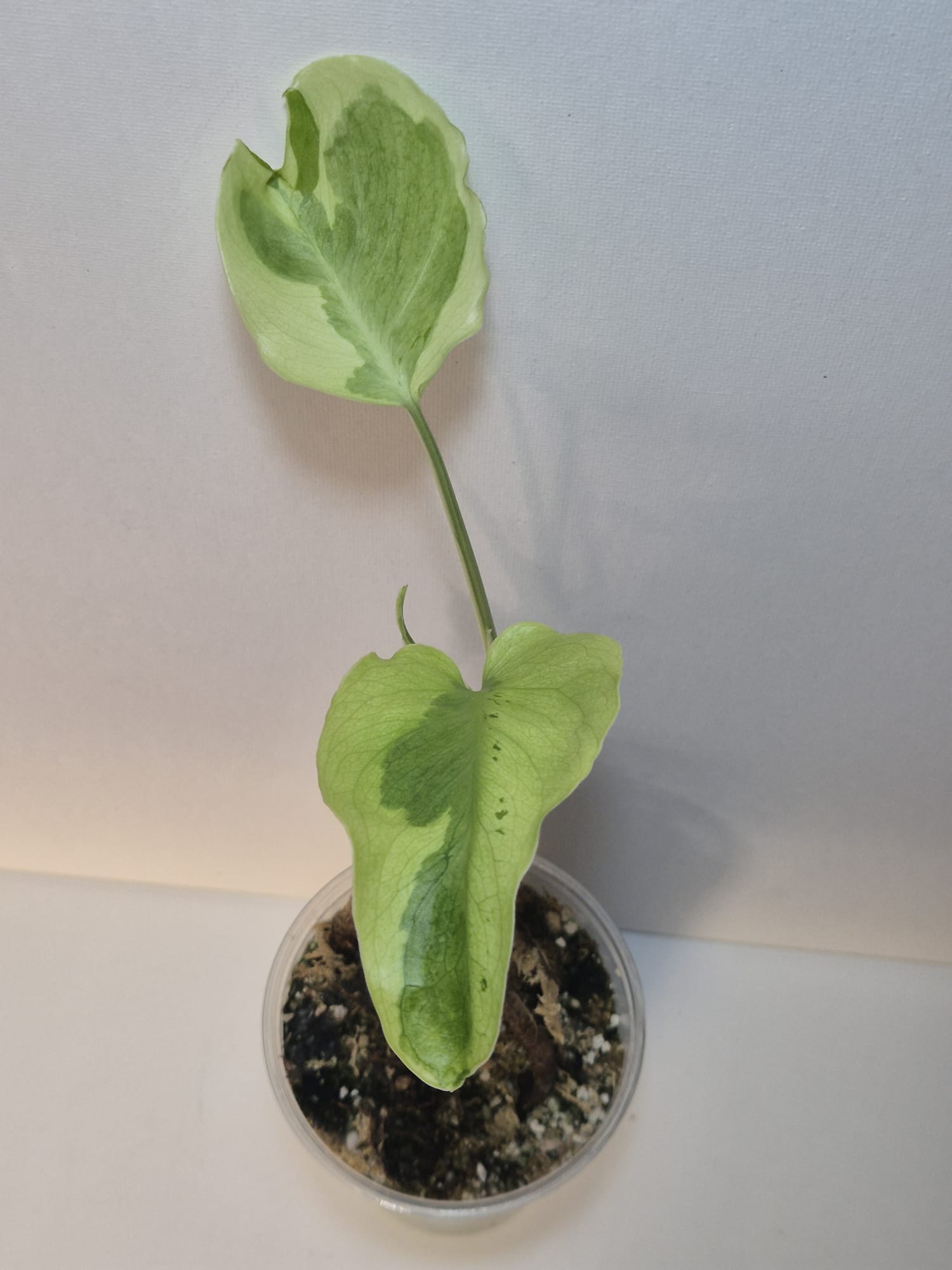 Monstera Flamicito