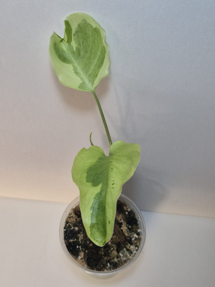 Monstera Flamicito