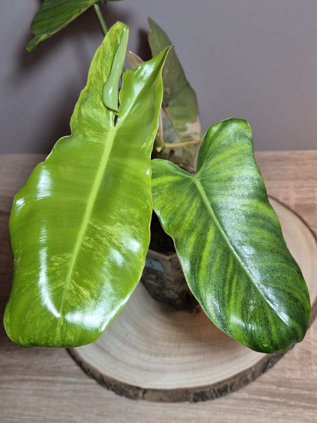 Philodendron Florida Beauty x Paraiso Verde Variegata