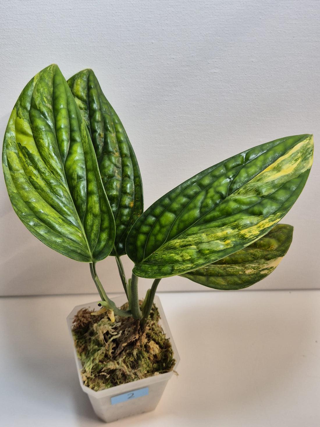 Monstera Karstenianum 'Peru' Variegata