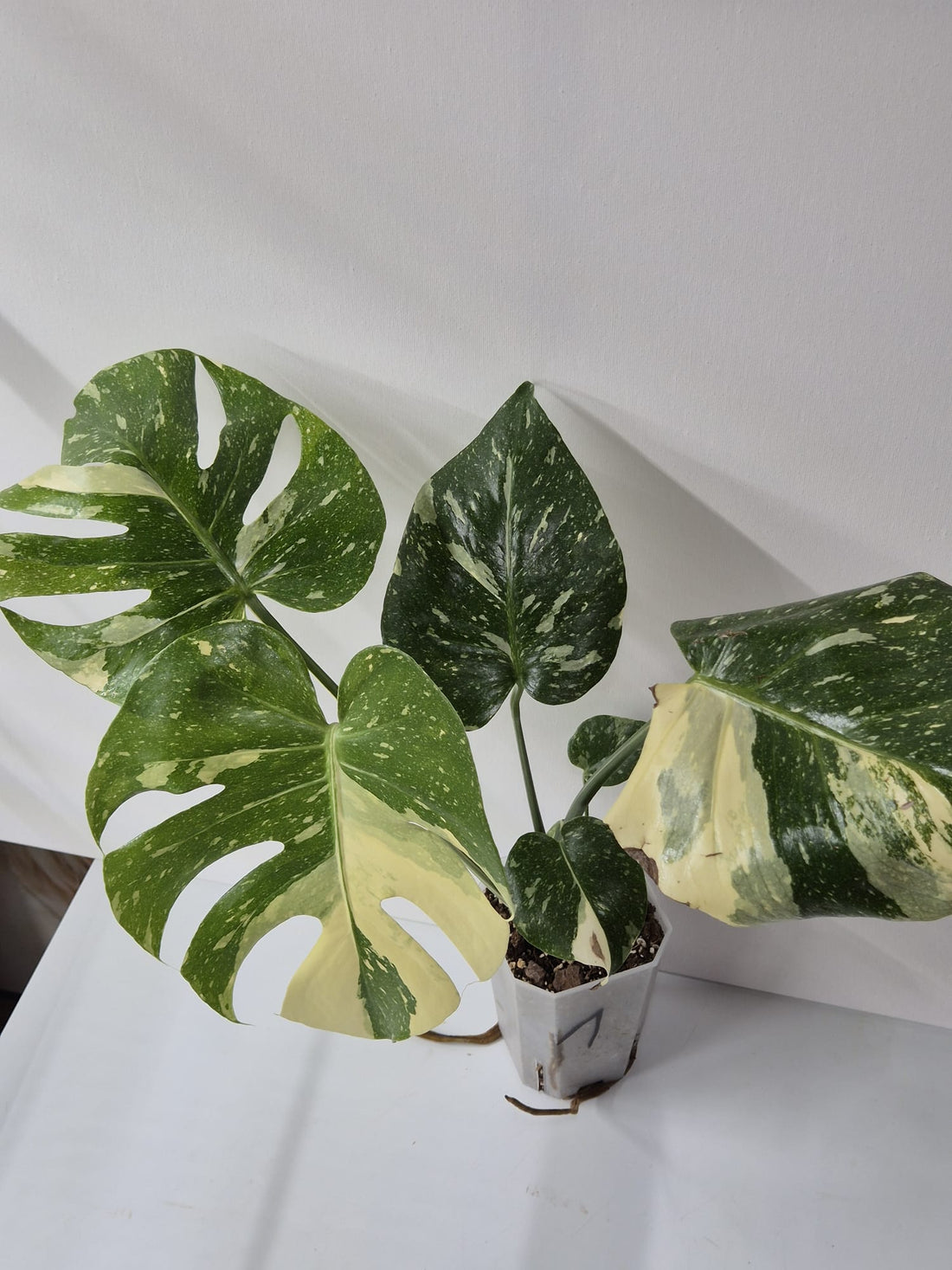 Monstera Thai Constellation – Tropischer Star mit cremeweißer Sternenzeichnung