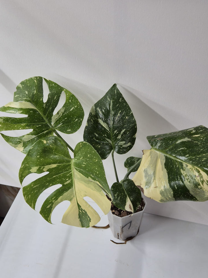 Monstera Thai Constellation – Tropischer Star mit cremeweißer Sternenzeichnung