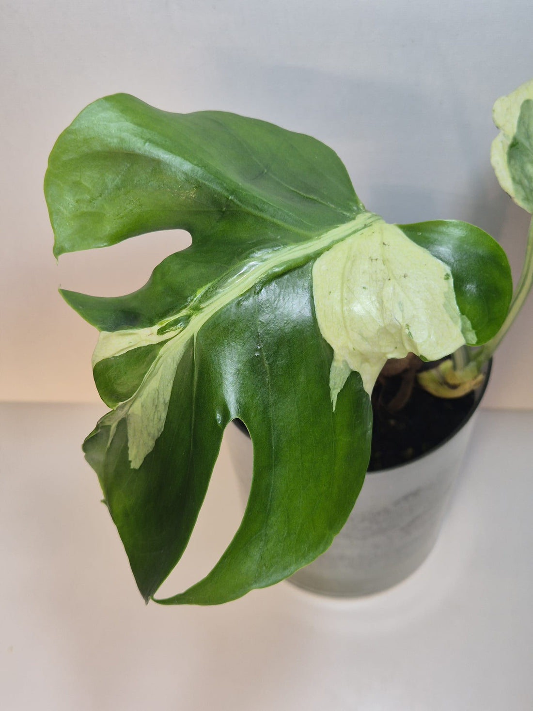 Monstera Deliciosa „Masterpiece“ (Indo)