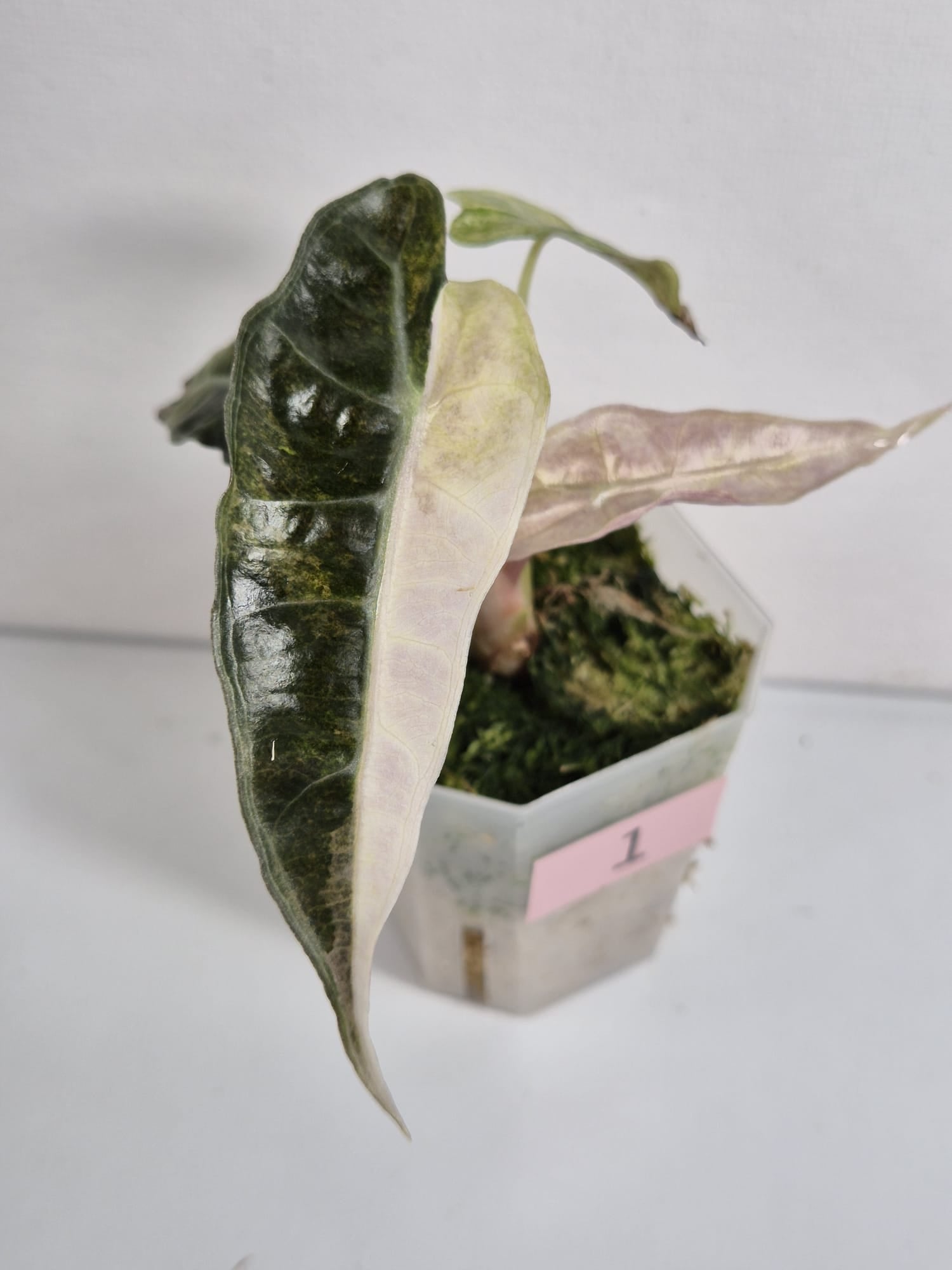 Alocasia Polly Variegata