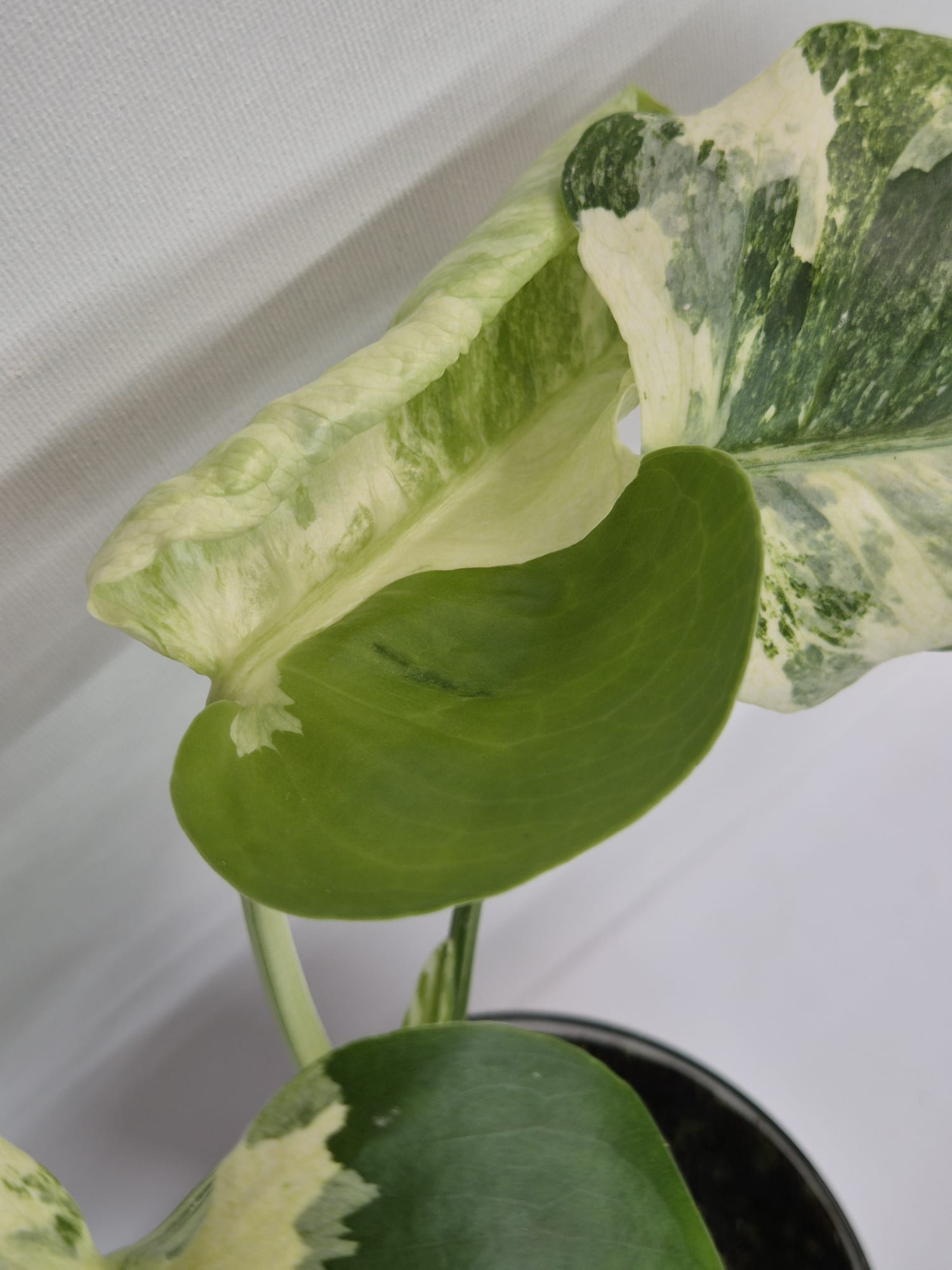 Monstera Deliciosa „Masterpiece“ (Indo)