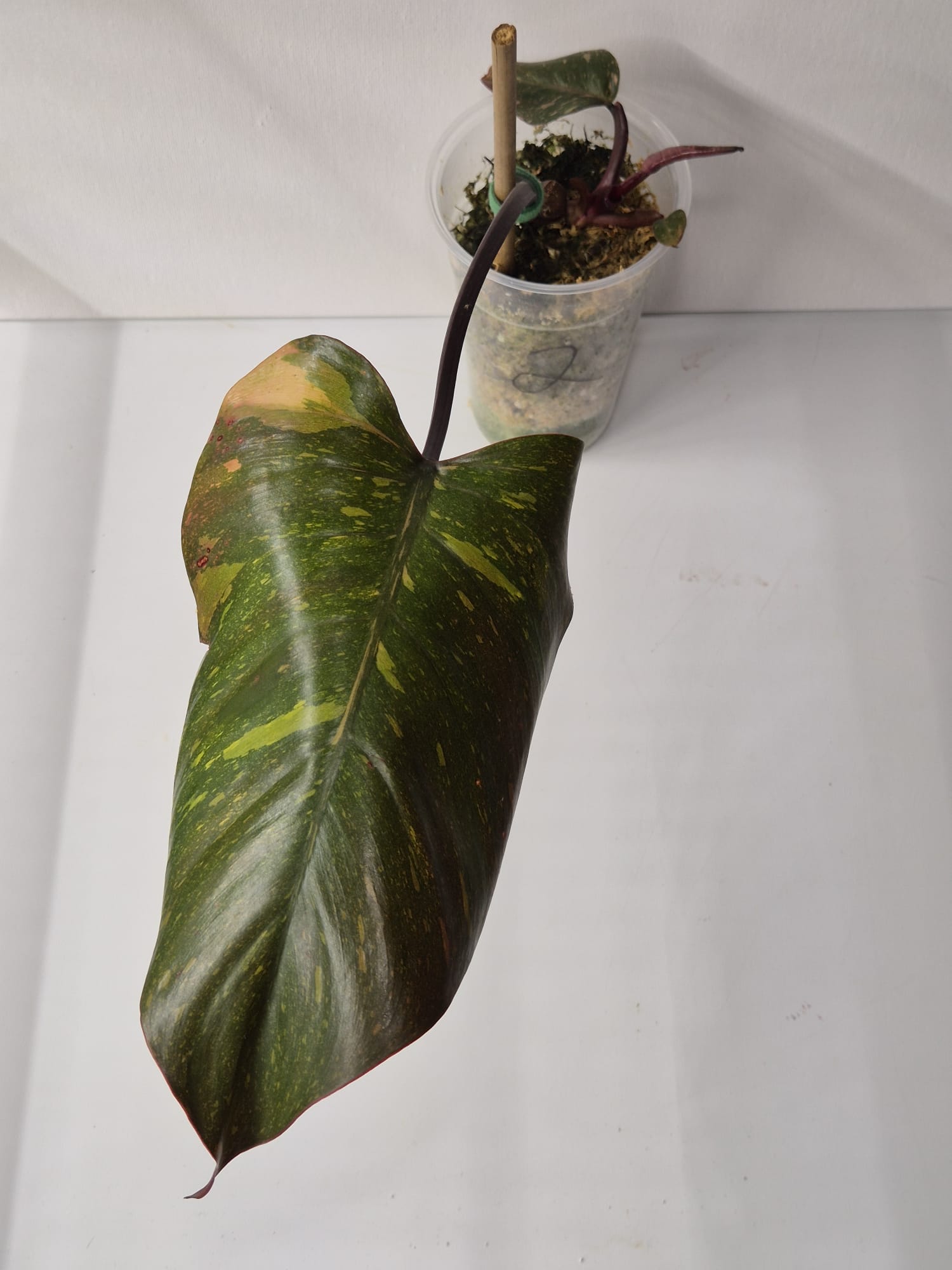 Philodendron Orange Princess Variegata Stammstecklinge