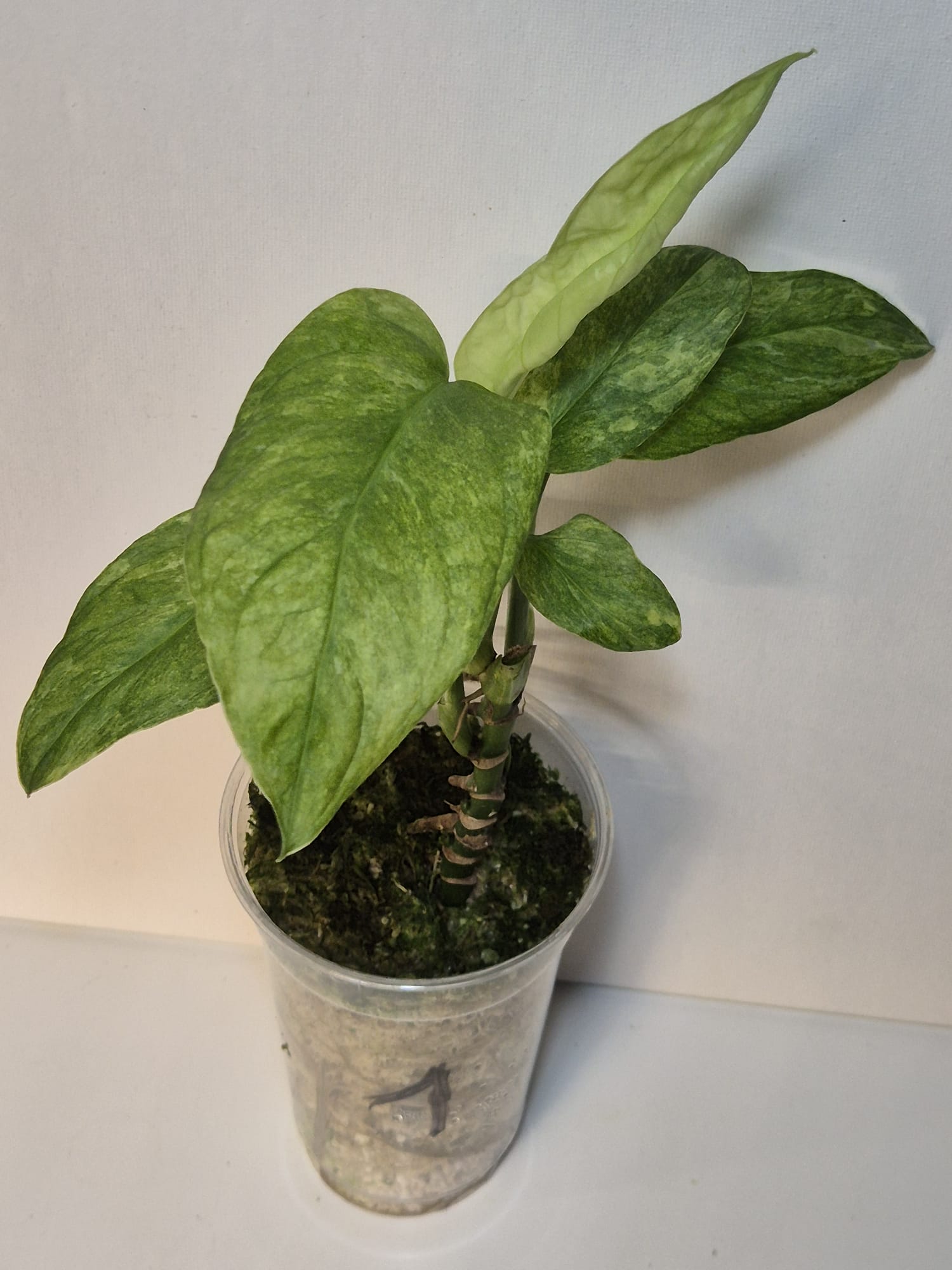 Monstera obliqua Mayuna Variegata